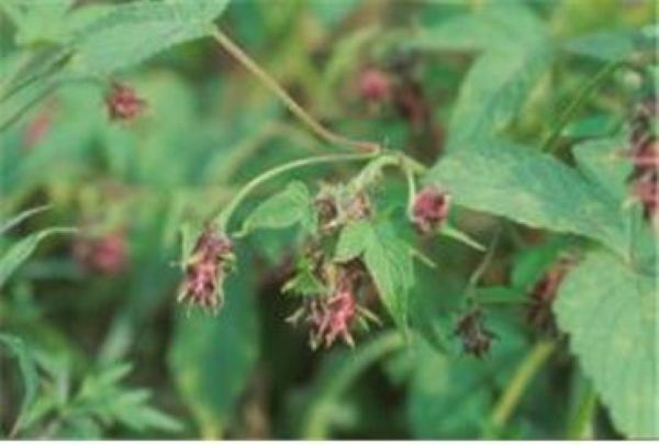 환상덩굴 꽃망울