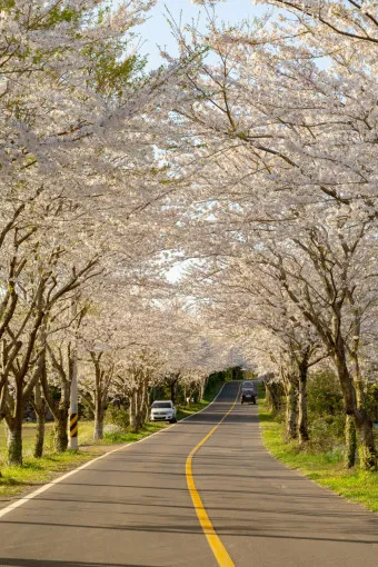 제주 벚꽃 명소 추천 아무도 모르는 명소_10