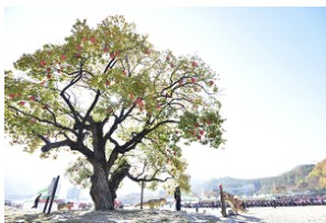 11월 행사 축제 지역행사 지역축제