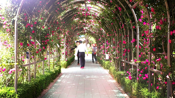 삼척 장미축제 일정 