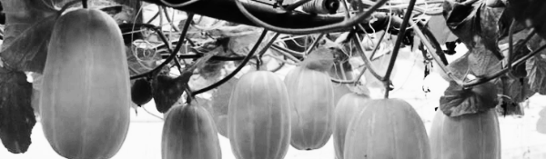 참외 순지르기그림: 원리