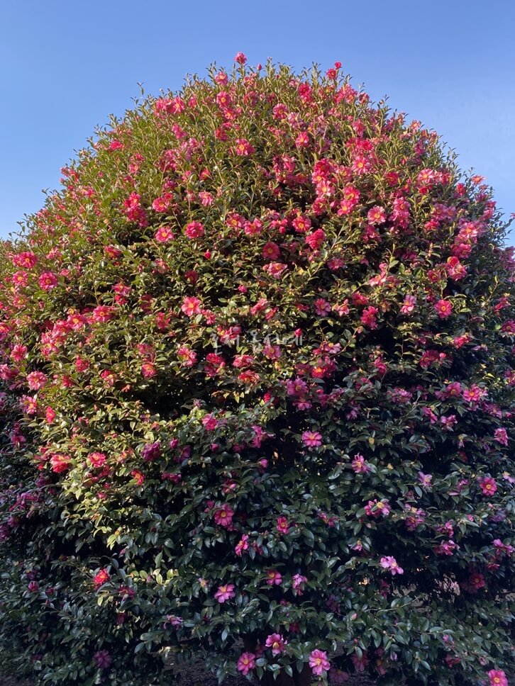 동백나무-Camellia-Tree