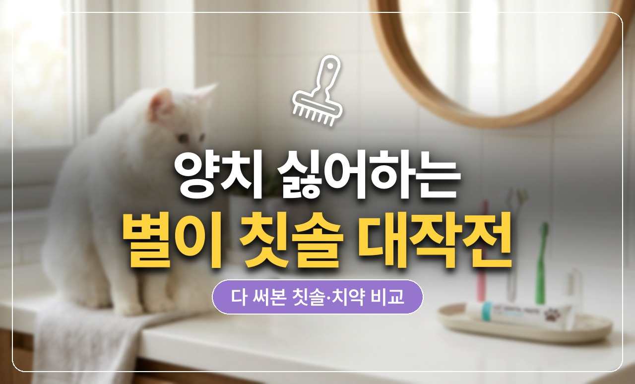 별이 양치 칫솔 비교