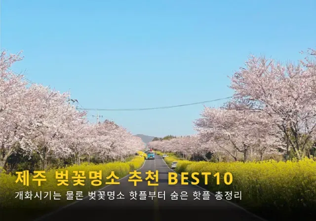 제주 벚꽃 명소 추천 아무도 모르는 명소_2