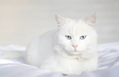Turkish Angora cat/출처:어도비스톡