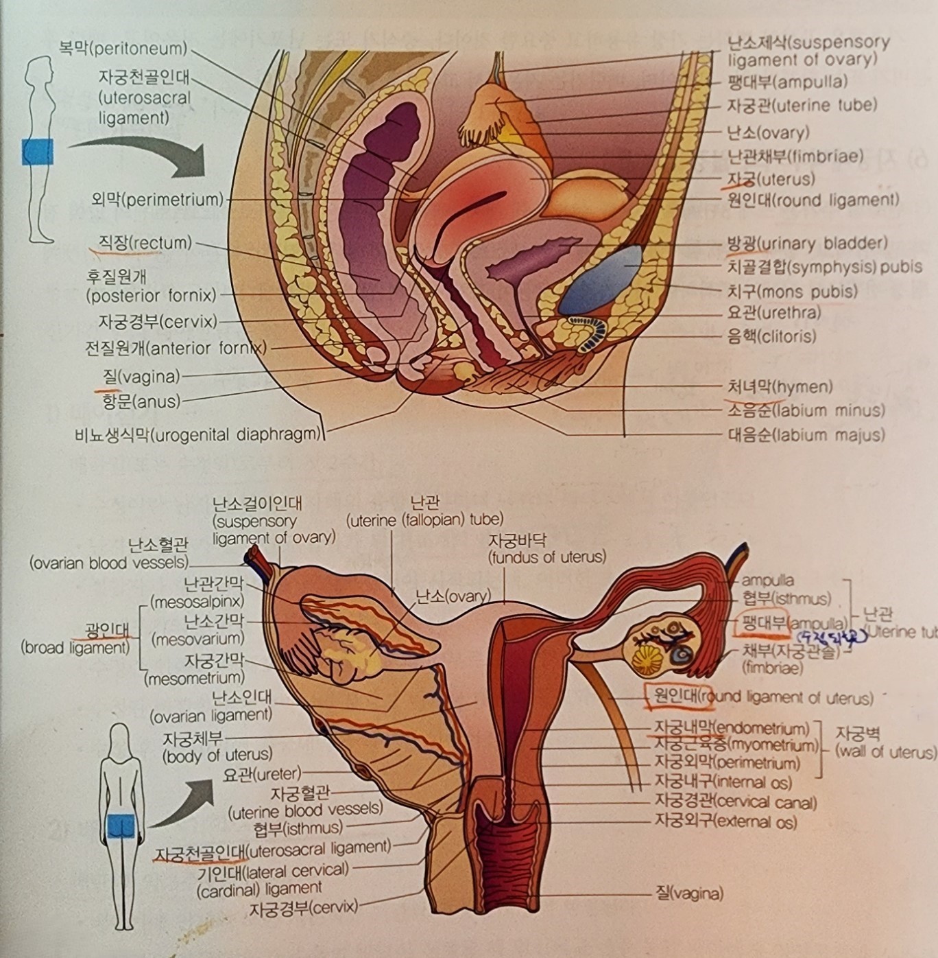 여성 생식기 단면도