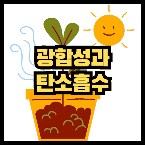 광합성과 탄소흡수