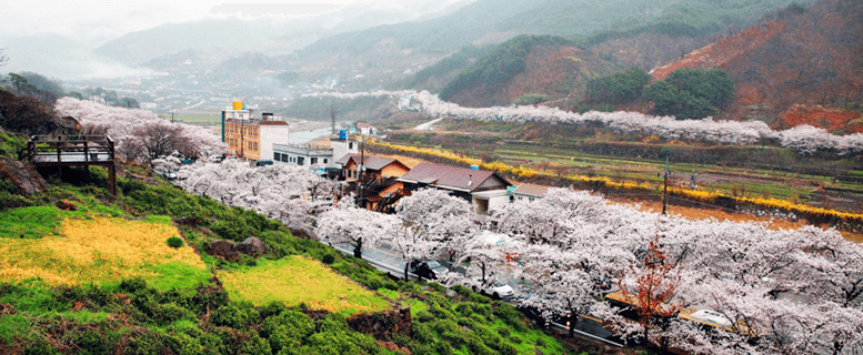 하동 벚꽃 개화시기