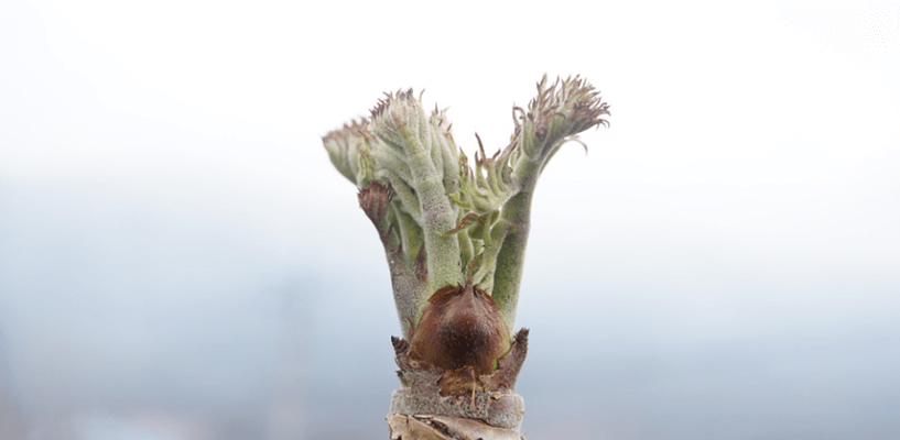 본나물 종류에 포함된 두릅이 새싹을 피우고 있다