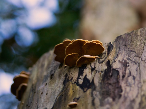 염증 반을을 조절하는 상황버섯