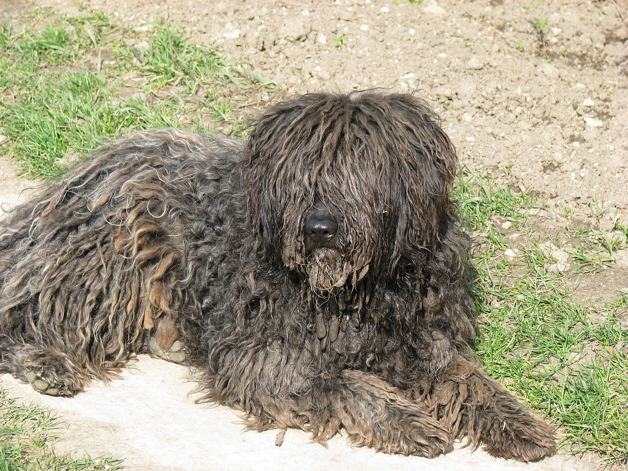 풀리(Puli)3