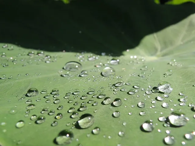 토란국 맛나게 끓이는법 재료 손질 팁_6
