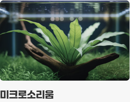 초보자를 위한 최고의 &amp;#39;국민 음성수초&amp;#39; 3가지