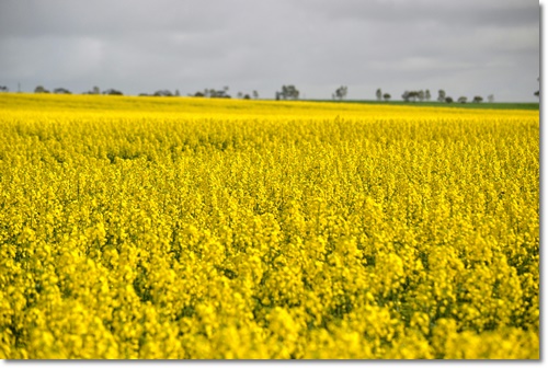 고창 청보리밭 축제 입장료 가는길 주차 