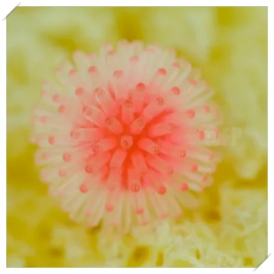 코로나 예방접종 무료대상 독감 동시접종 기간 날짜16