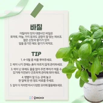 아이 있는 집 식물선택 가시없는종류 배치높이 관리 요령_2