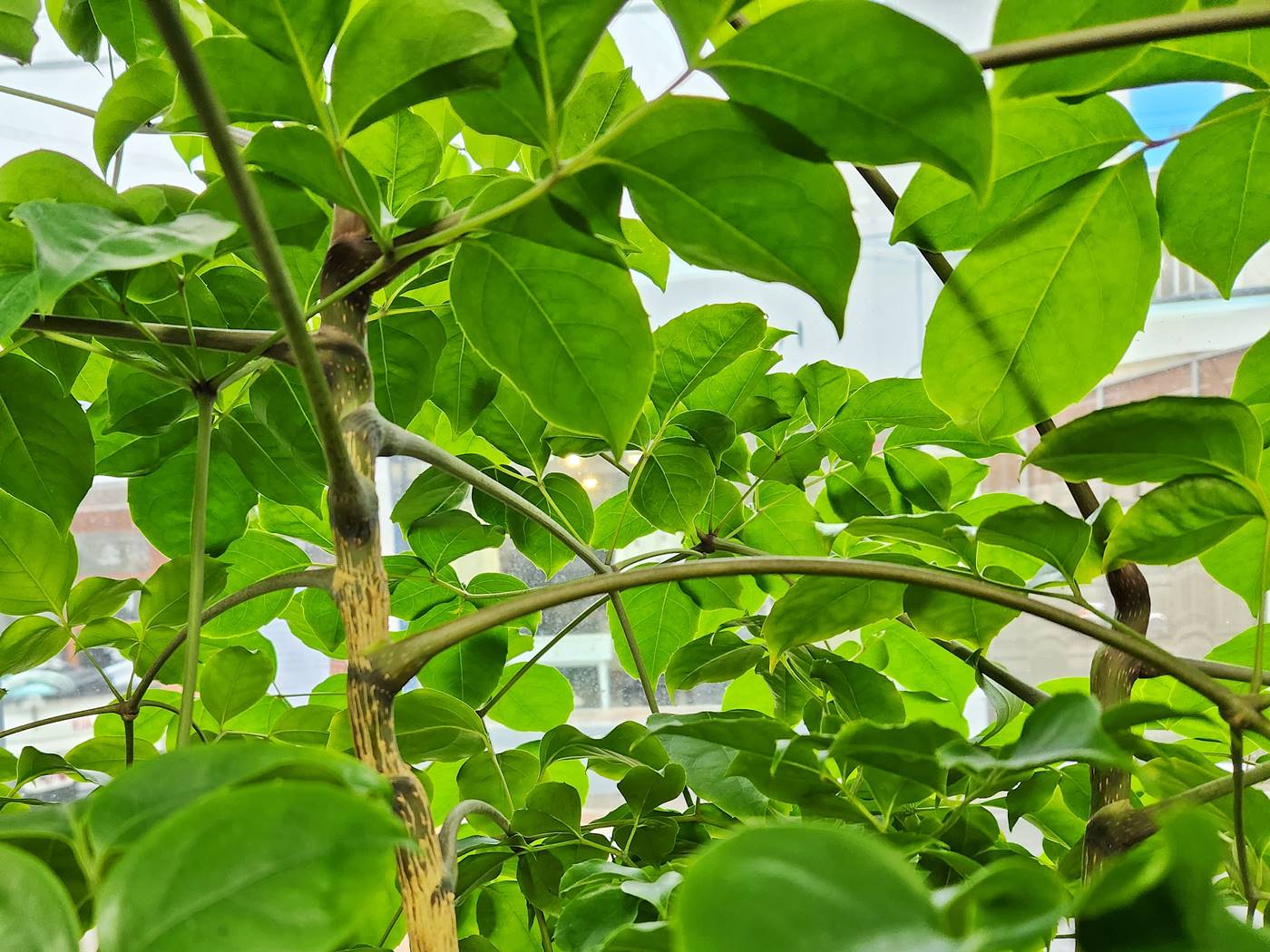 해피트리(행복나무) Happy Tree