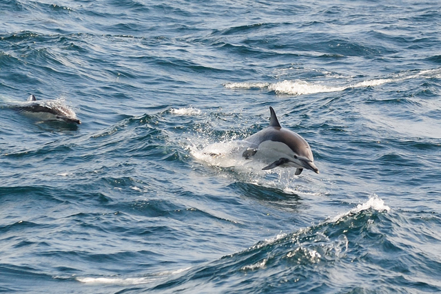 여행선에서 보는 돌고래