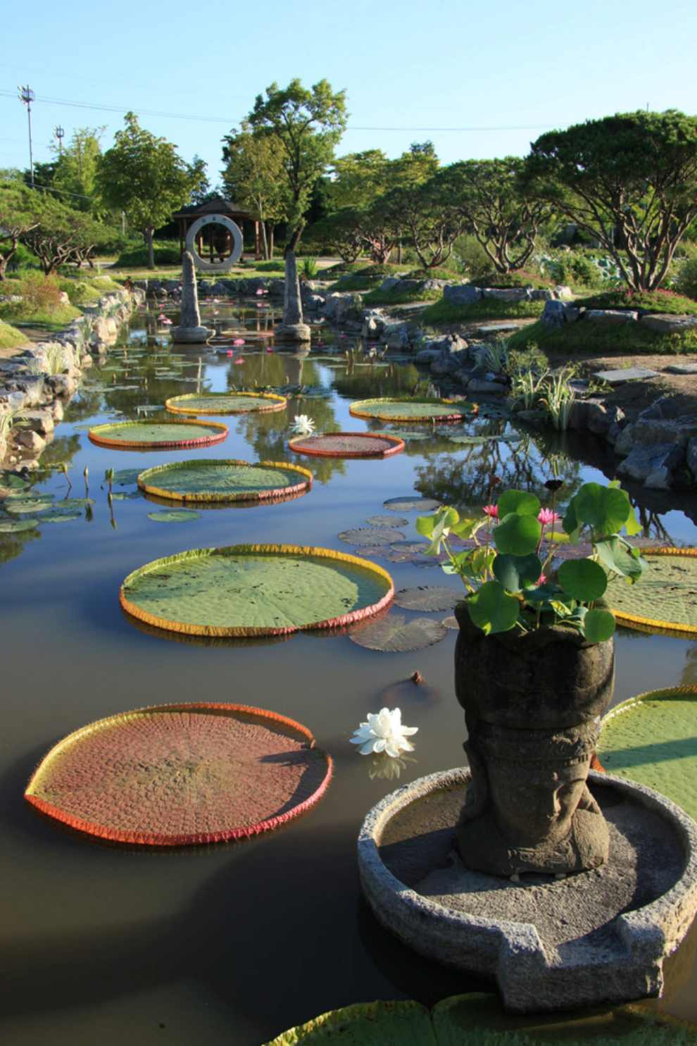 세미원 연꽃문화제