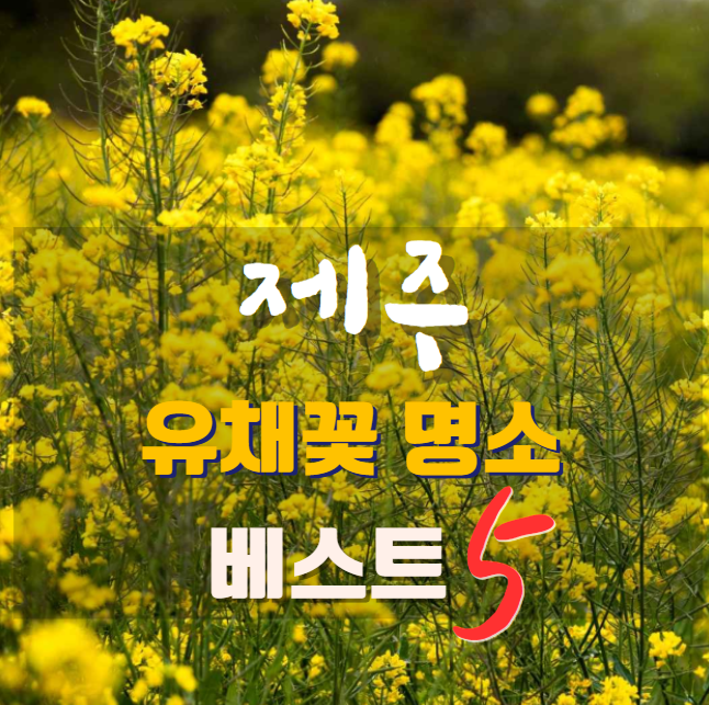 제주 유채꽃 명소 썸네일