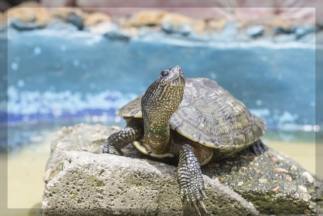 제주 올레길 7코스 미리보기: 제주 자연의 진수를 느끼는 해안 트레킹