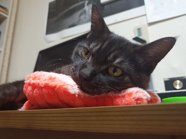 고양이와 애착인형 3