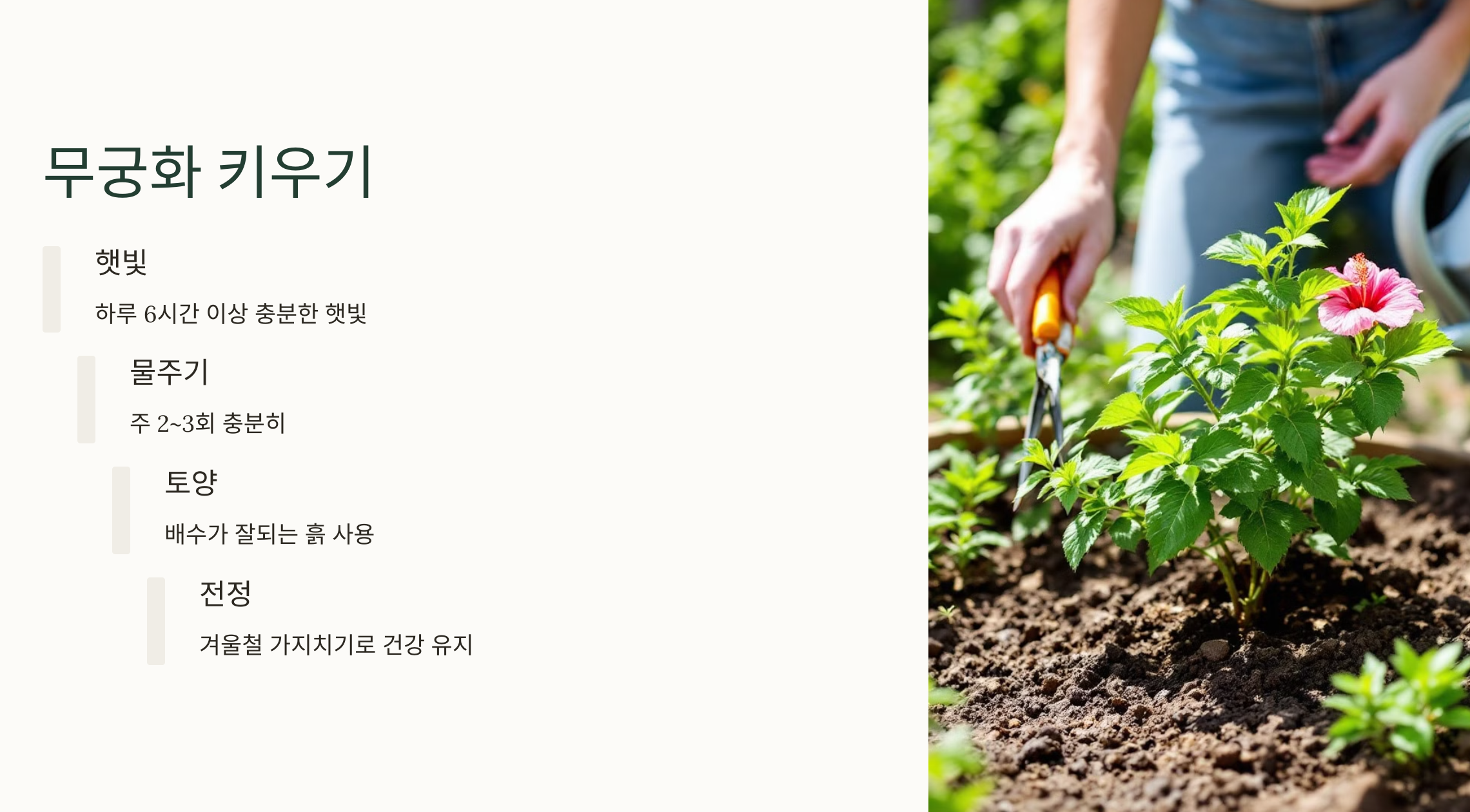 우리나라 꽃, 무궁화