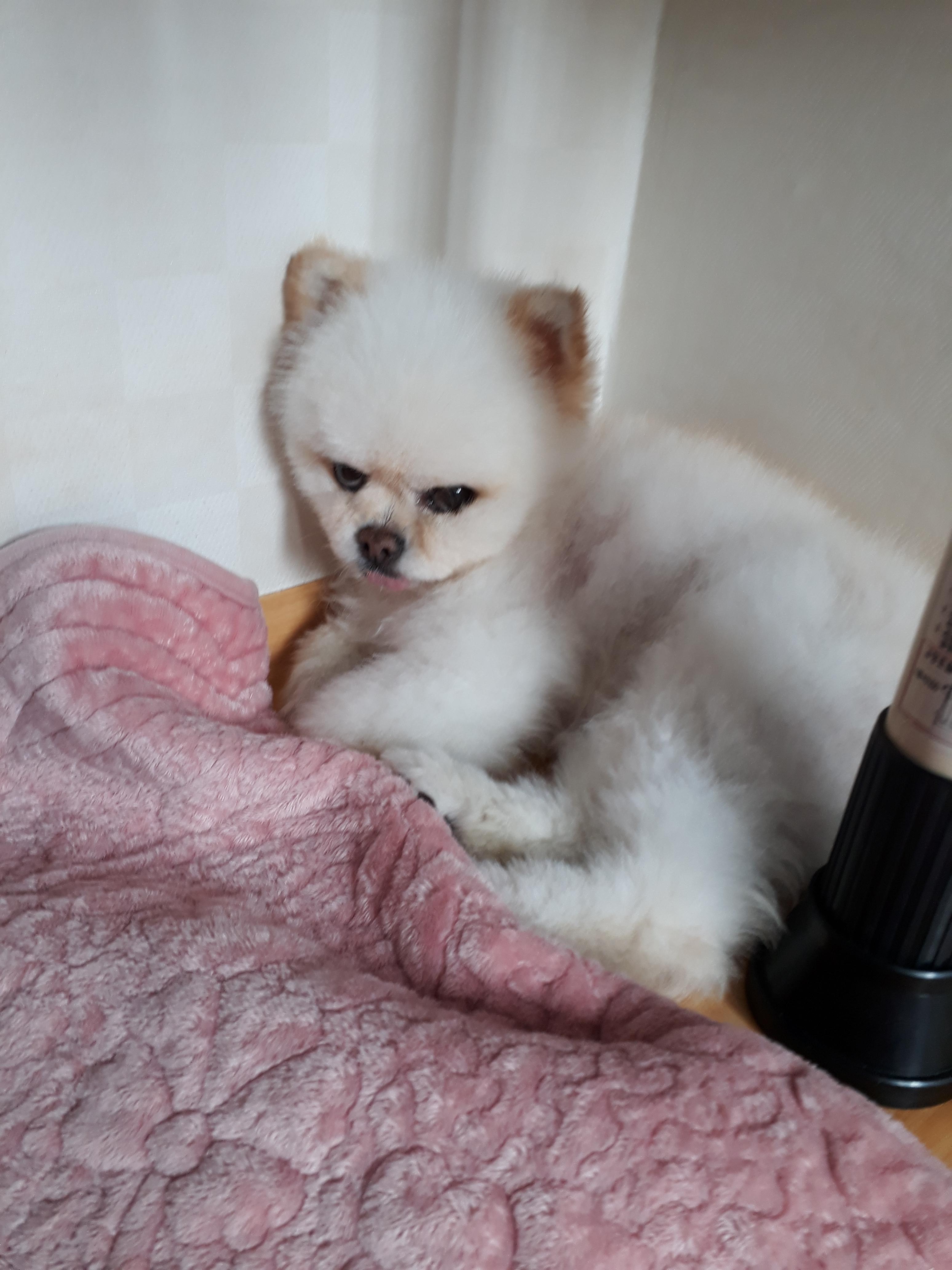 강아지가 싫어하는 행동 : 싫어하는 행동 23가지