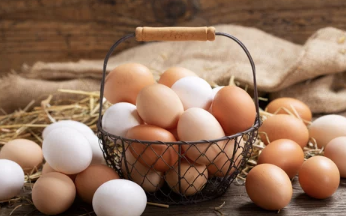 달걀 (Egg)