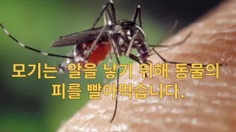 모기 박사님 추천 모기 퇴치법과 여름철 모기 없는 집 만들기 실전 전략_9