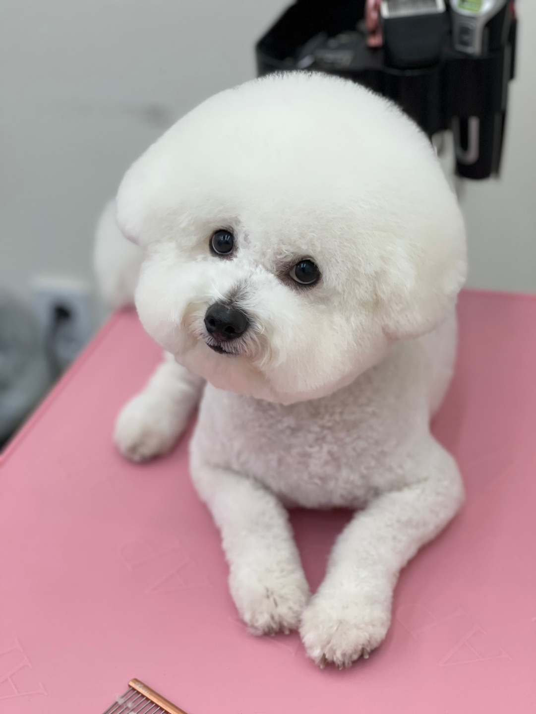 댕댕살롱