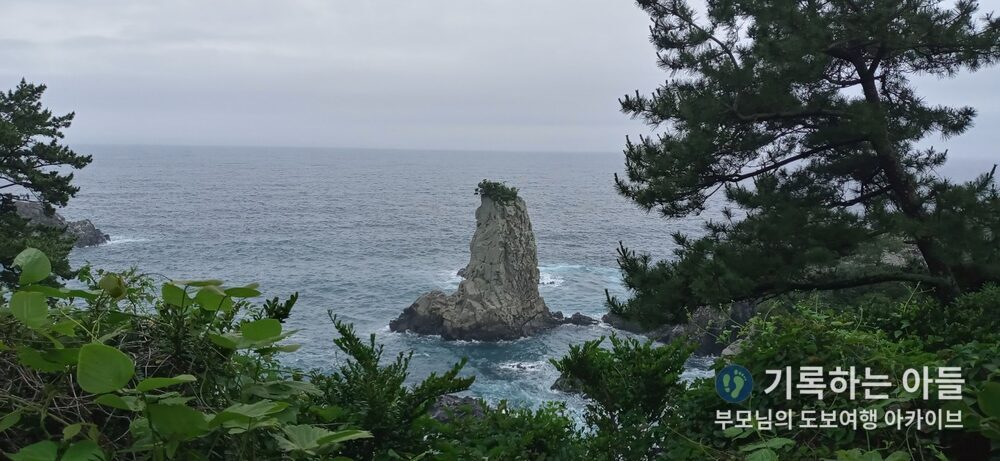 외돌개 소나무 액자 조망