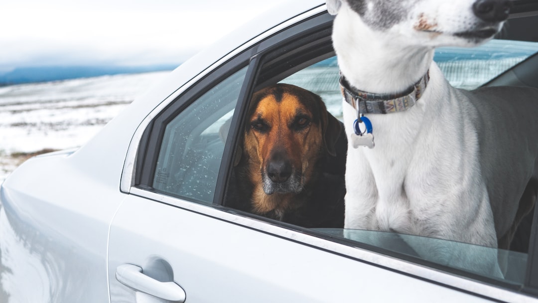 Pet insurance