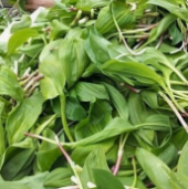 울릉도명이나물