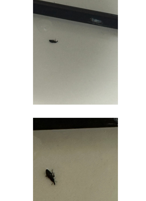 화장실에 출몰한 벌레