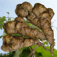 산의 장어 마의 영양 프로필 및 동의보감