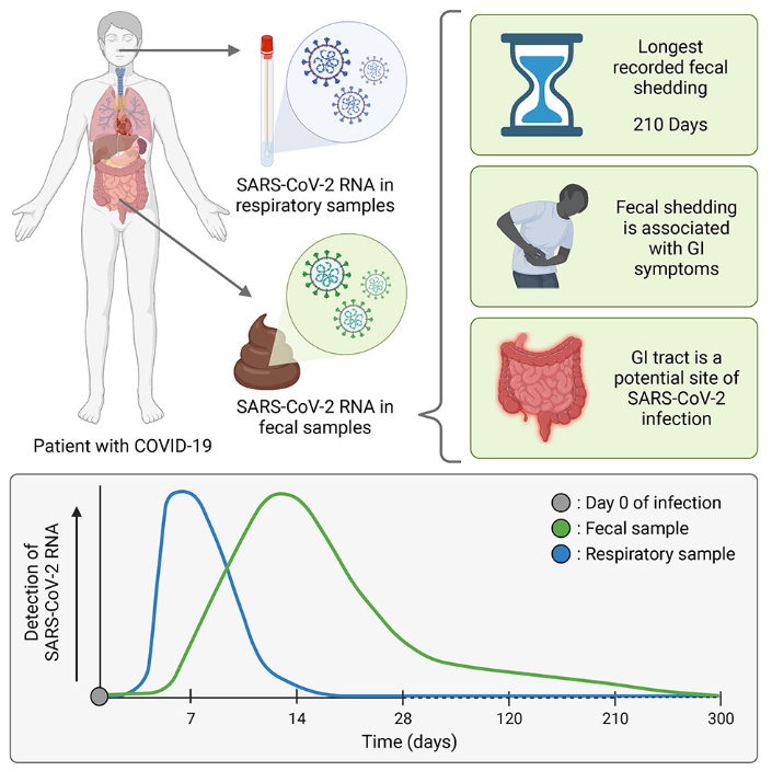 코로나 19 장내 감염