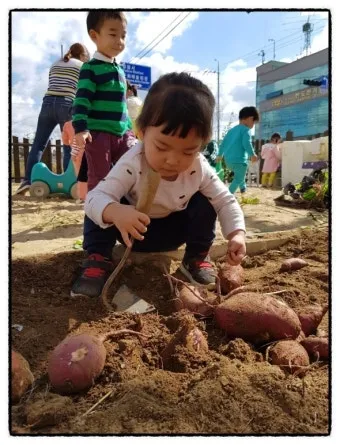 고구마캐는시기 딱 3가지 신호만 보세요 보관법까지 총정리로_8