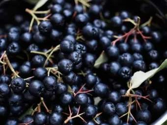 아로니아 효능 칼로리 권장섭취량_24