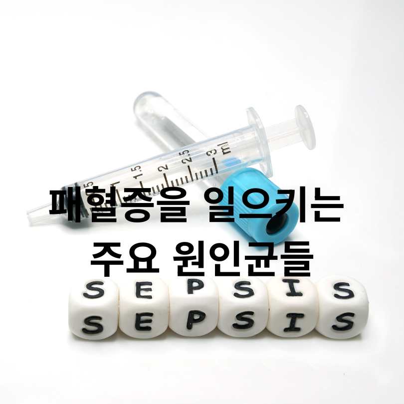 패혈증 예방접종 완벽 가이드