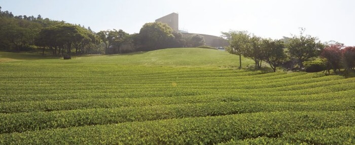 오설록티뮤지엄