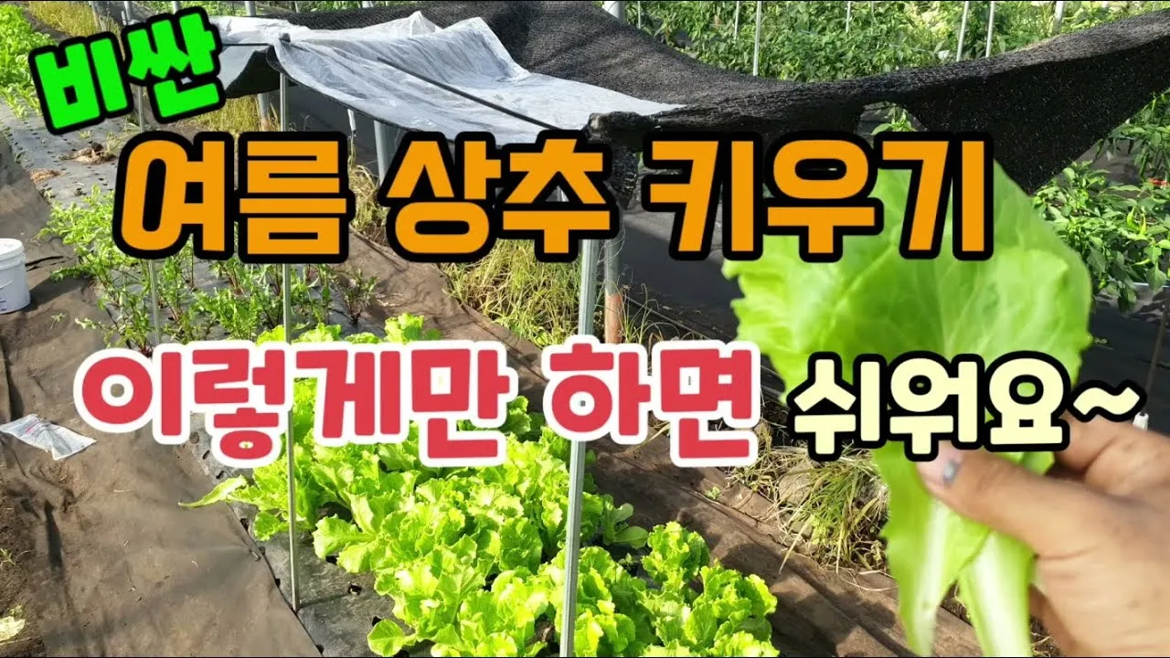 &amp;quot;여름상추