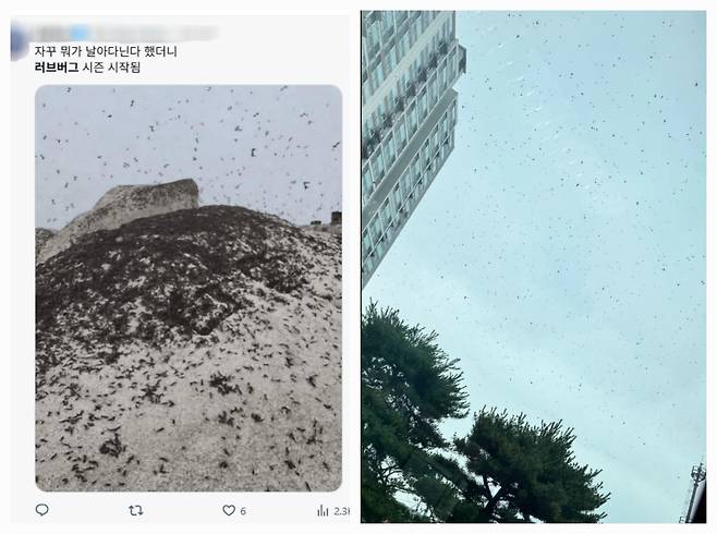 러브 버그 익충