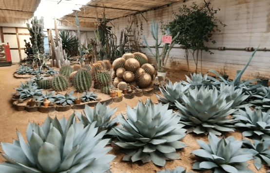 실외동물원-선인장