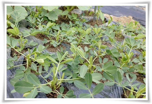 &quot;텃밭, 4월에 심기 좋은 작물&quot; 상추 시금치 열무 쑥갓 케일 루꼴라 당근 비트 무 감자 완두콩 땅콩 녹두 ...