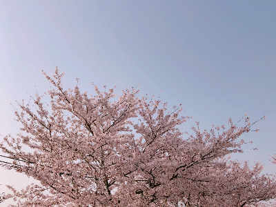 벚꽃 이미지