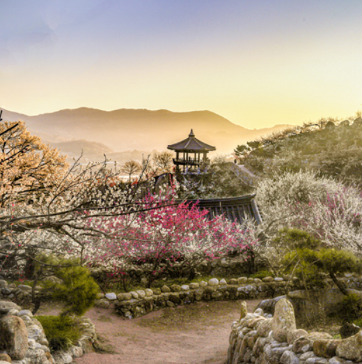 2025 광양매화축제 총정리14