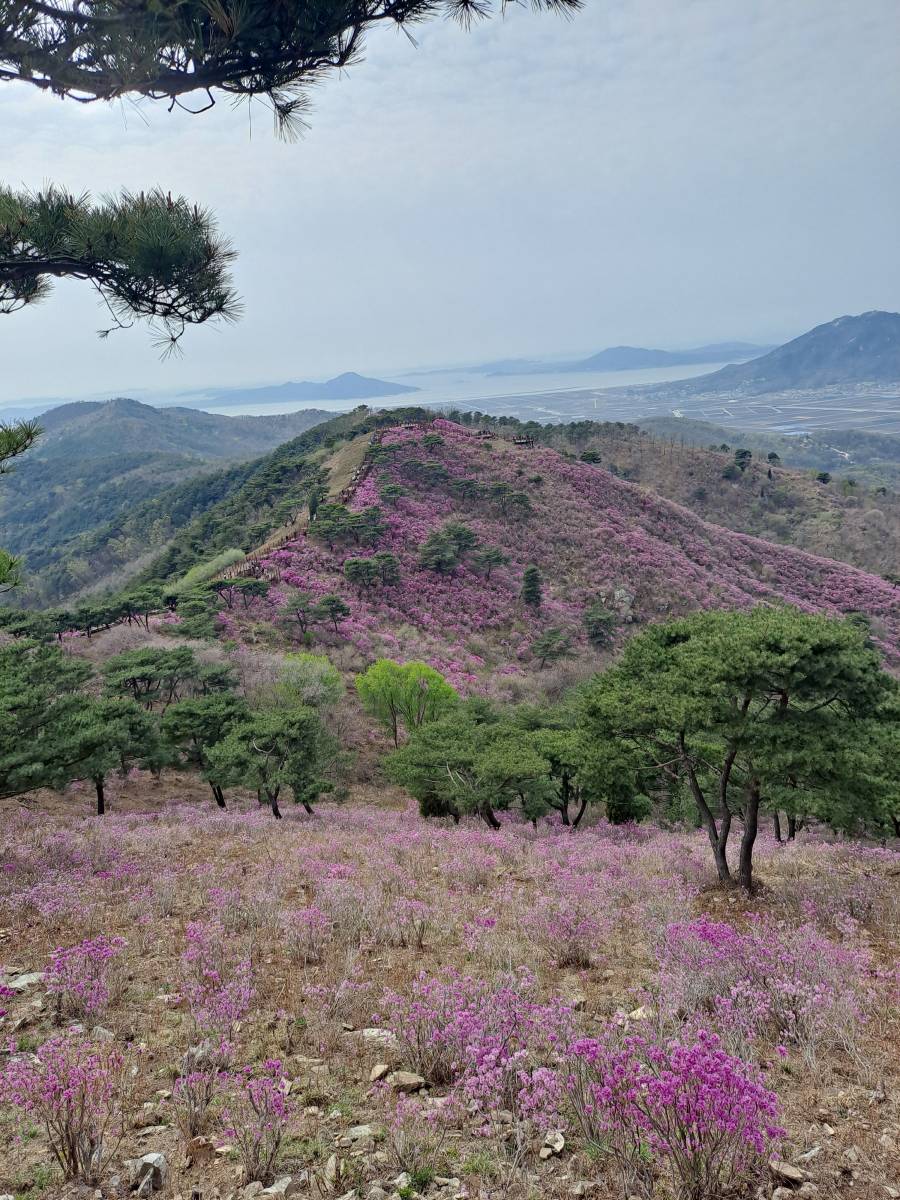 진달래 군락지 장관