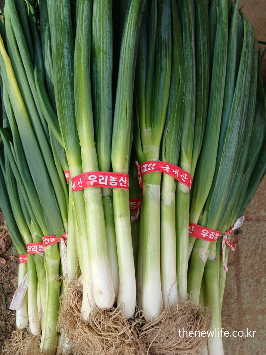 Freshly harvested green onions tied in bundles labeled &quot;Korean produce&quot; – 고지혈증에 좋은 음식으로 수확된 대파