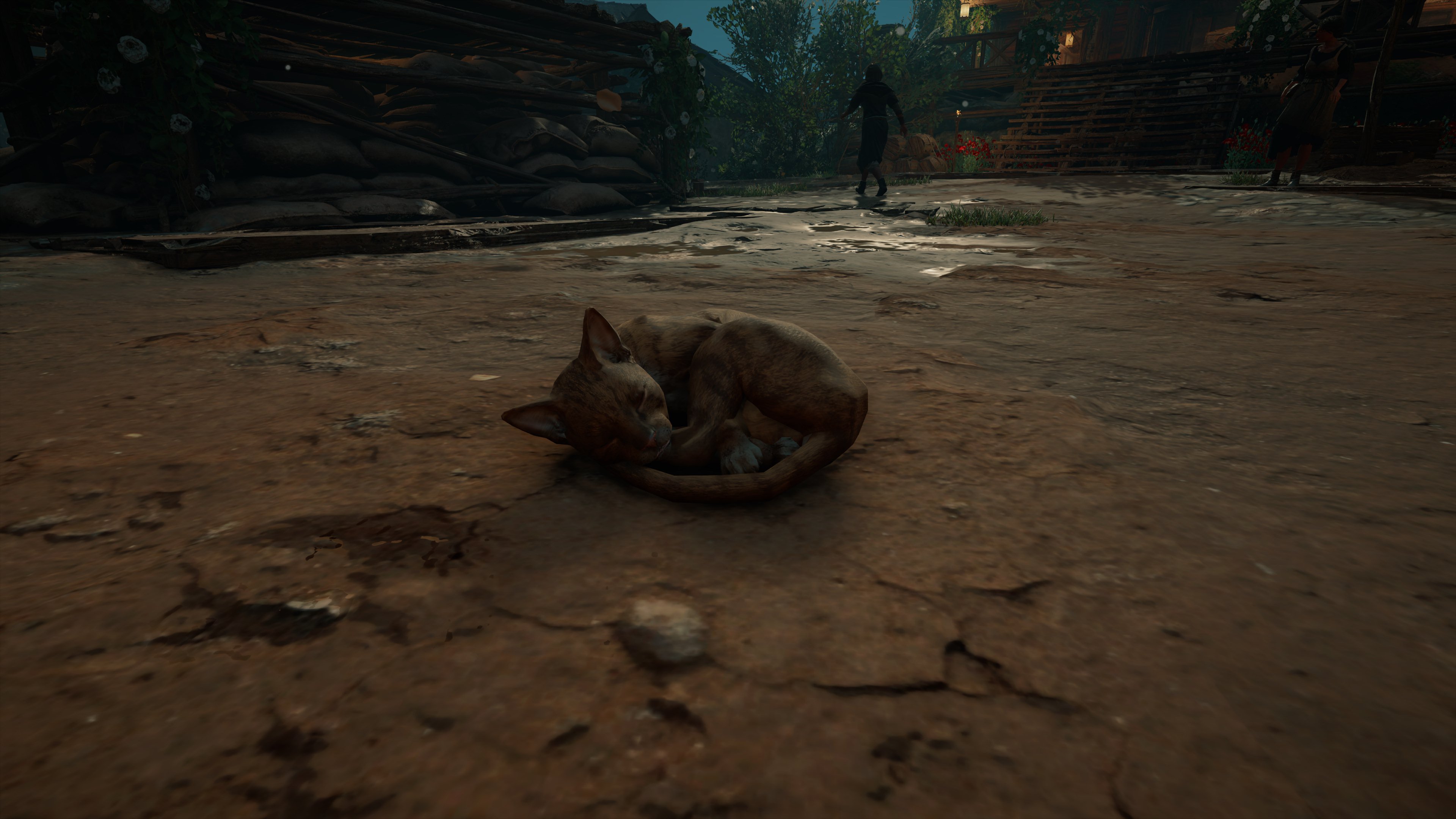 발할라 나만 고양이 없어